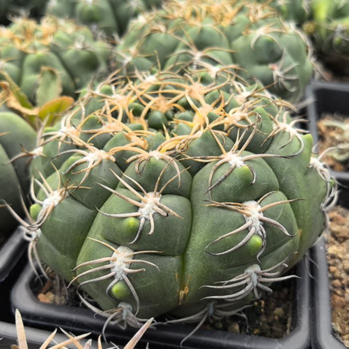 Gymnocalycium Denudatum