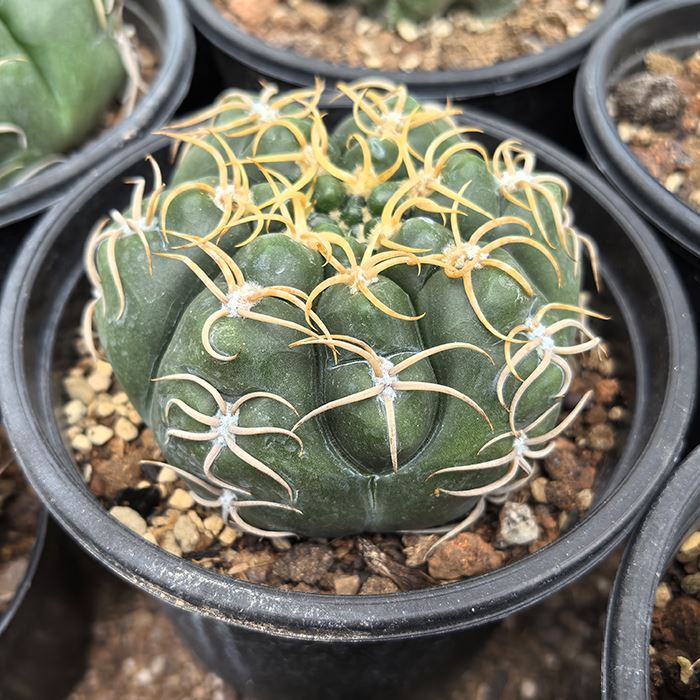 Gymnocalycium denudatum var. Angulatum