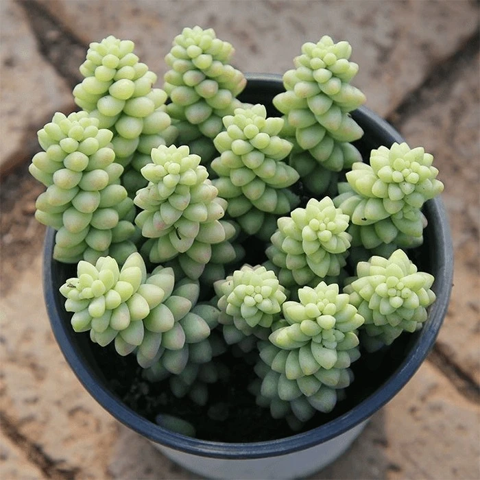 burrito cactus plant