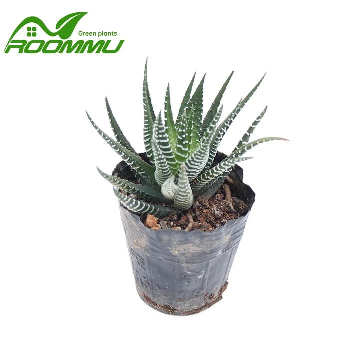 Haworthia "Royal Albert" -tehdas