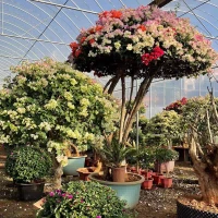 Bougainvillea kukkivat hakkerit