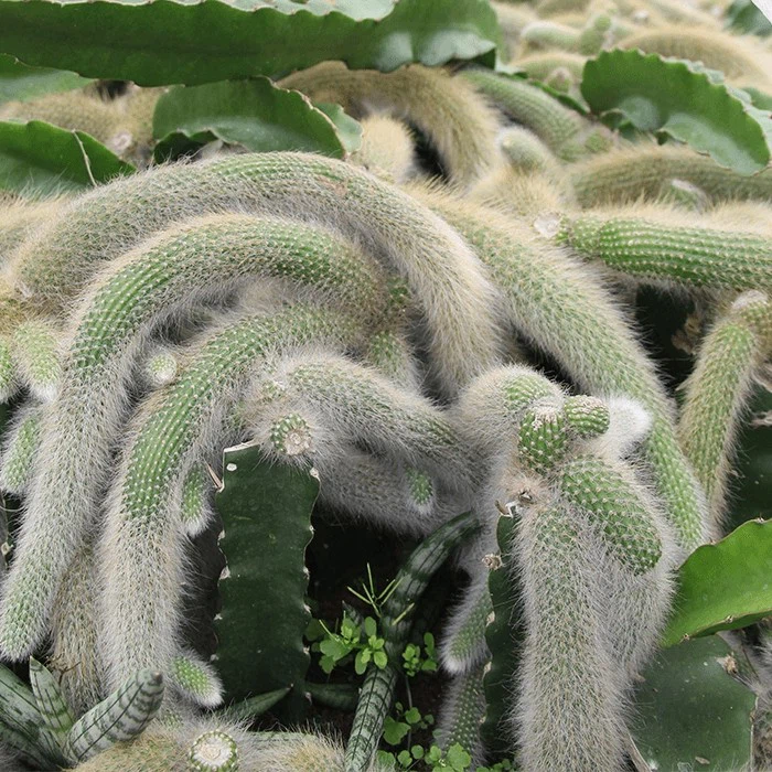 hildewintera colademononis