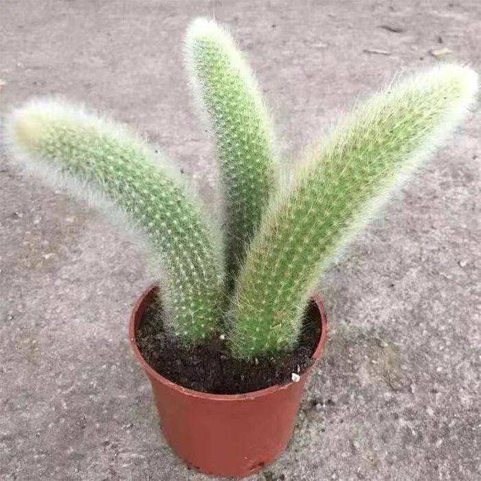 monkey tail cactus