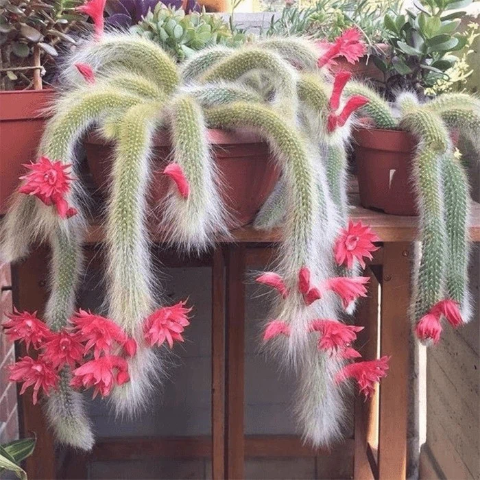 monkey tail plant