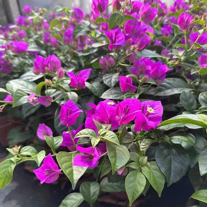 bougainvillea alexandra