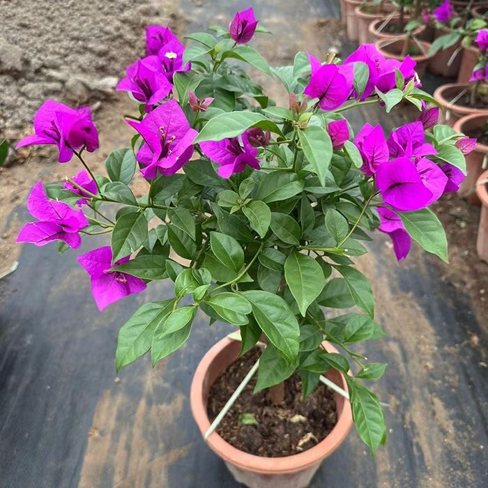 Bougainvillea Elizabeth Angus