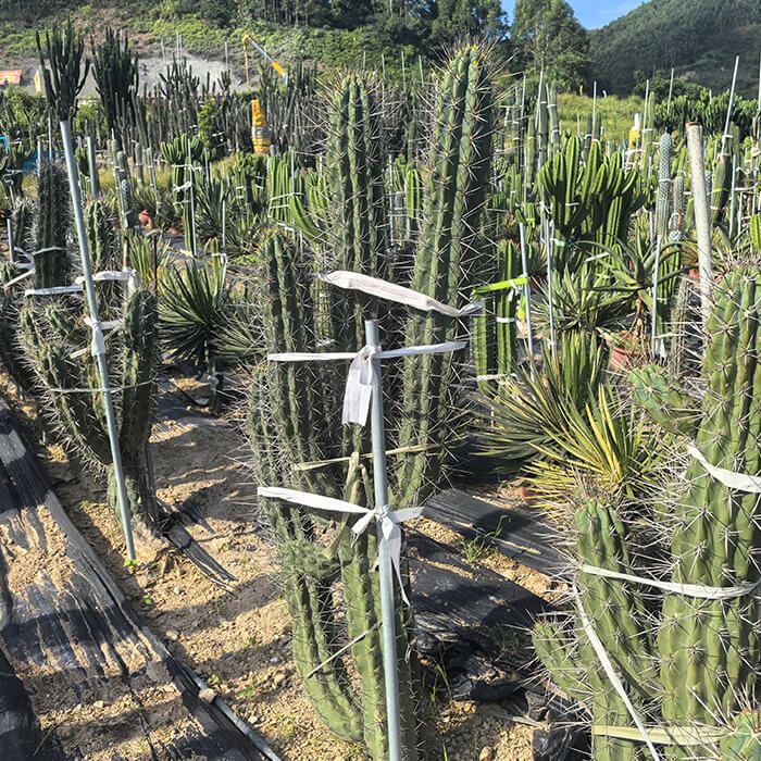 Stetsonia coryne cactus
