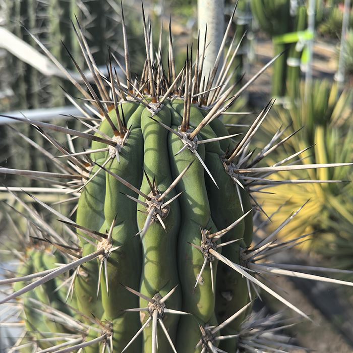 toothpick cactus