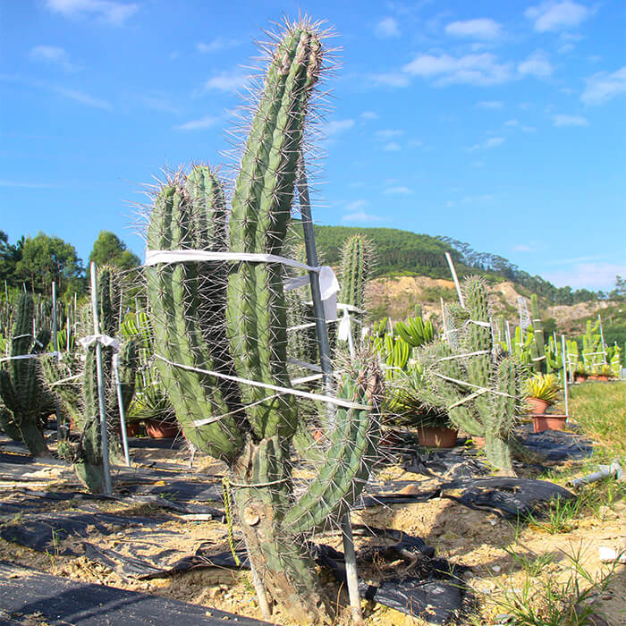 Kaktus Stetsonia Coryne