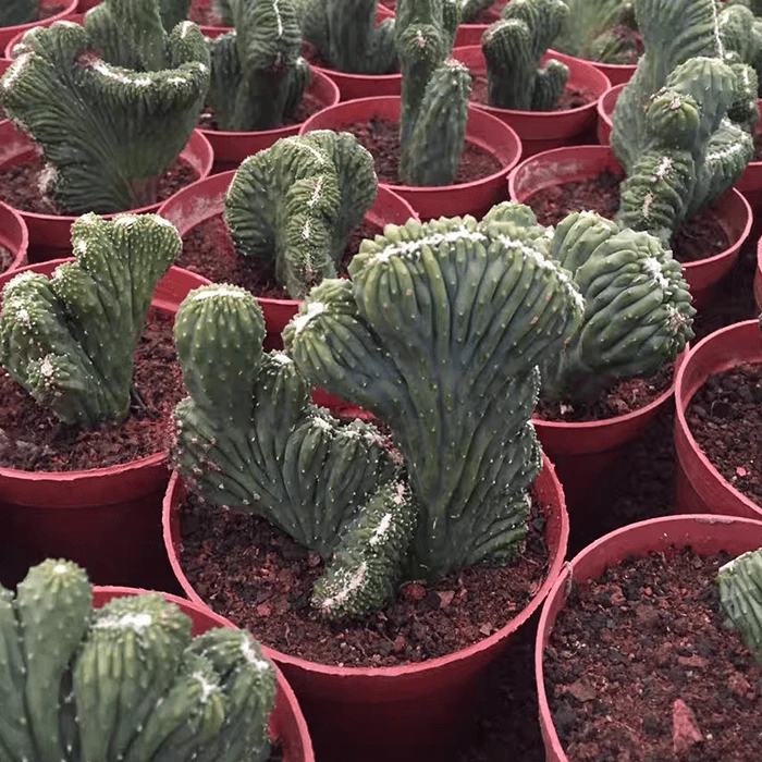 Cereus peruvianus monstruoso F. cristata