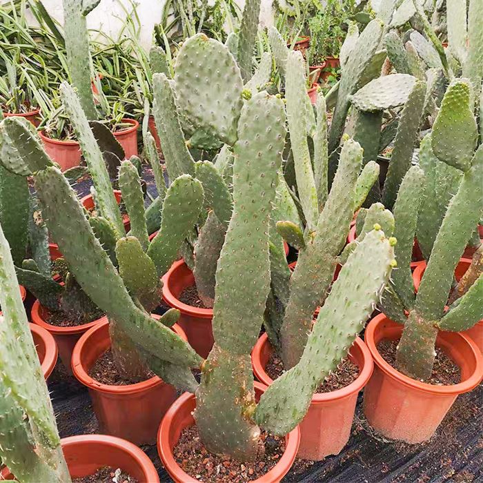 consolea rubescens