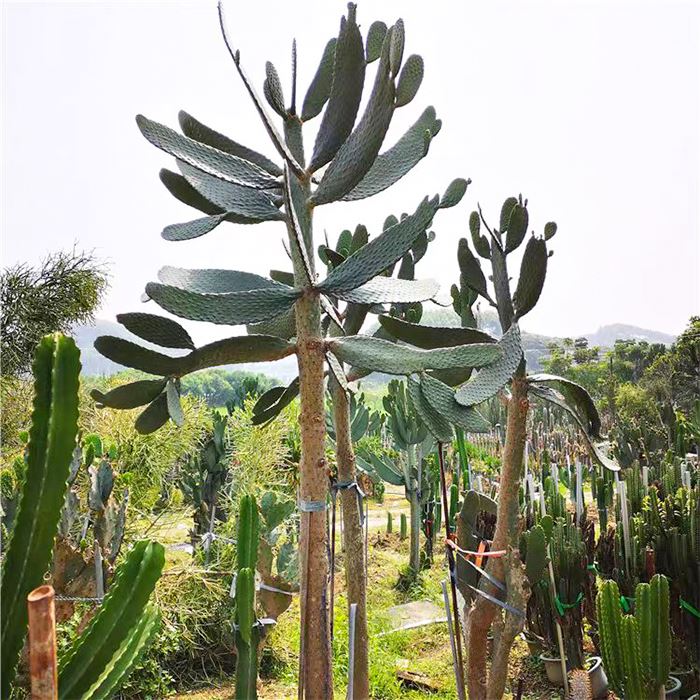 Cactus rubescens