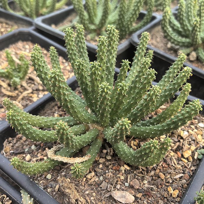 Euphorbia Inermis