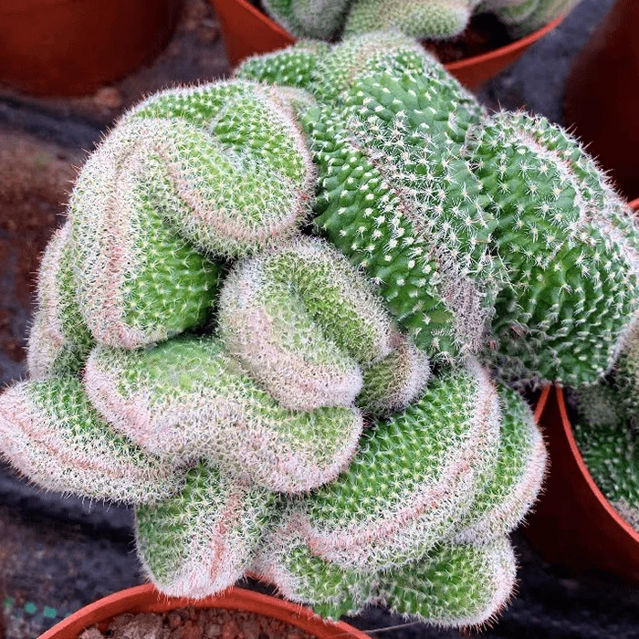 Mammillaria Hahniana Cristata