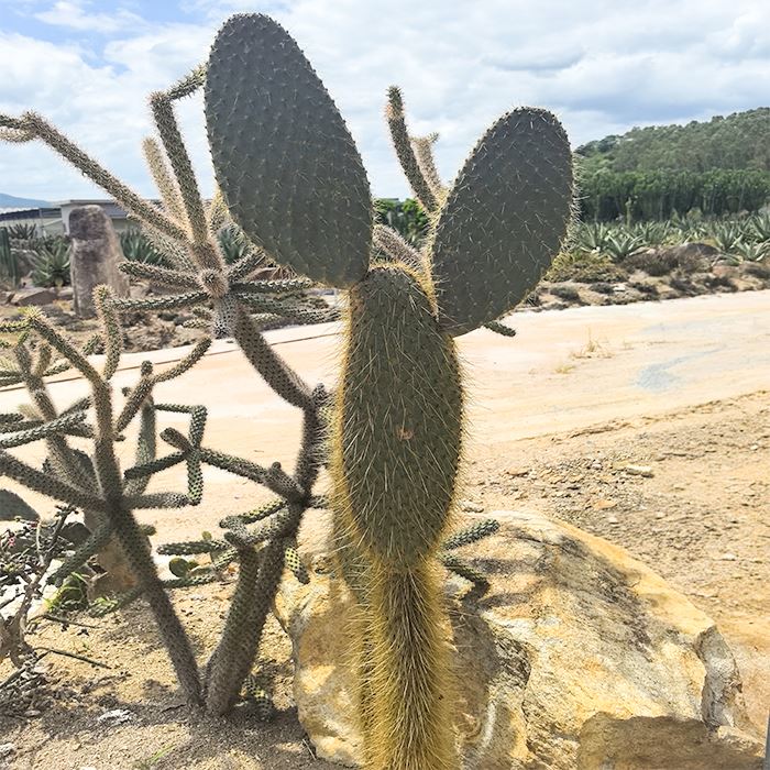 Opuntia Galapageia
