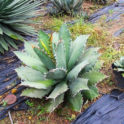 Agave Titanota White Ice