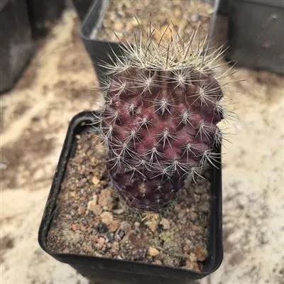 Neoporteria Paucicostata