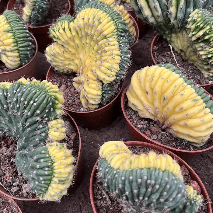 Trichocereus Pachanoi Cristata Variegata
