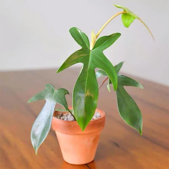 philo florida green