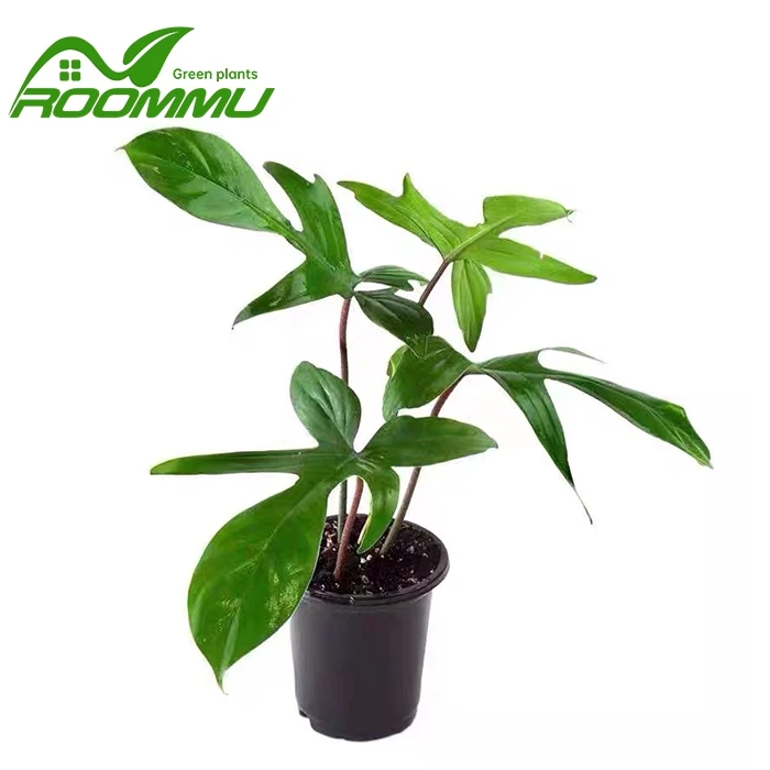 Philodendron "Florida Green" -kasvi